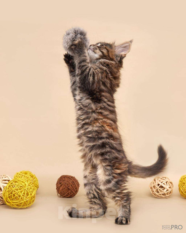 Кошки в Новосибирске: ОТКРЫТО РЕЗЕРВИРОВАНИЕ КОТЯТ Девочка, Бесплатно - фото 2