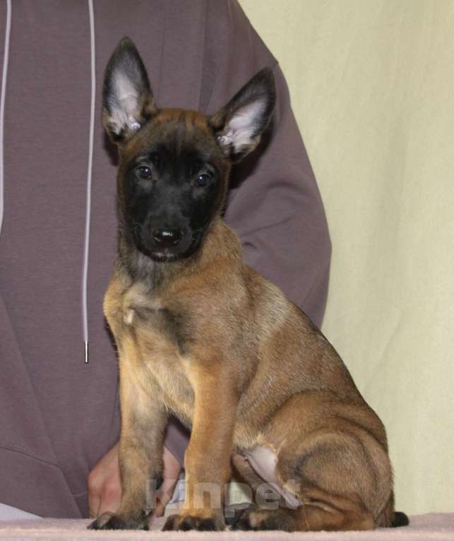 Собаки в других городах Московской области: Малинуа для спорта, работы, выставок и просто активной жизни Девочка, 60 000 руб. - фото 1