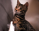 Кошки в Москве: Бенгальский котенок  Мальчик, 35 000 руб. - фото 2