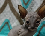 Кошки в Донецке: Канадский сфинкс мальчик голубого  окраса  ( резинка ) Мальчик, 20 000 руб. - фото 2
