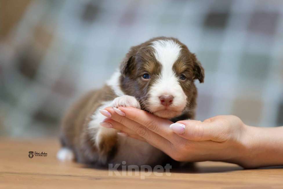 Собаки в Москве: Австралийская овчарка, аусси Мальчик, 70 000 руб. - фото 7