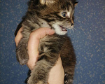 Кошки в Оленегорске: Котята мейн-кун, 5 000 руб. - фото 3