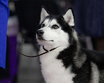 Собаки в Москве: Кобель Хаски для вязки Мальчик, 1 руб. - фото 4