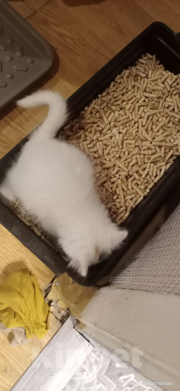 Кошки в Волгограде: Кошечка белая с черно-рыжей челкой Девочка, Бесплатно - фото 2