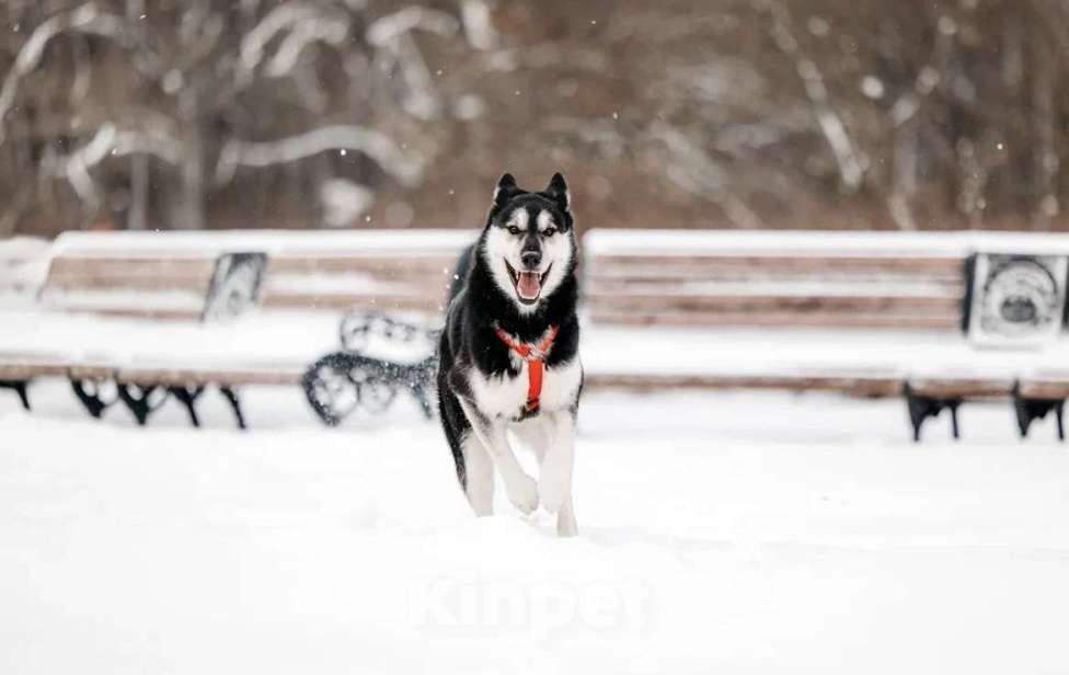 Собаки в Москве: Статный красавец Джой ищет дом. Мальчик, Бесплатно - фото 9