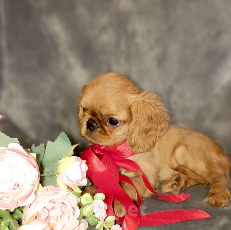 Собаки в Москве: Кортни Девочка, 55 000 руб. - фото 8