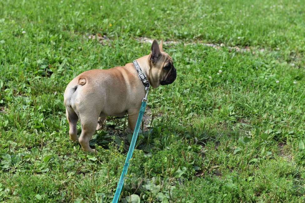 Собаки в Москве: Девочка французского бульдога  Девочка, 35 000 руб. - фото 4