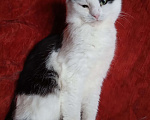 Кошки в Москве: Черно-белый шотландский котик Мальчик, Бесплатно - фото 5