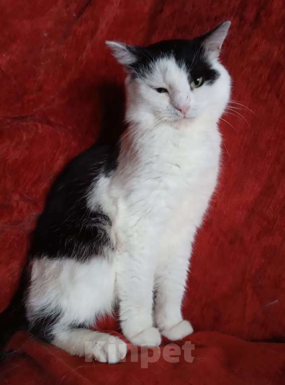 Кошки в Москве: Черно-белый шотландский котик Мальчик, Бесплатно - фото 5