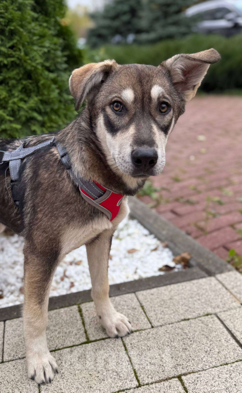 Собаки в Москве: В самые добрые руки. Щенок 7 месяцев Девочка, Бесплатно - фото 7