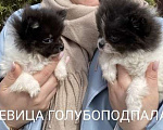 Собаки в Москве: Щенки Помчи миниатюрные Мальчик, 15 000 руб. - фото 2