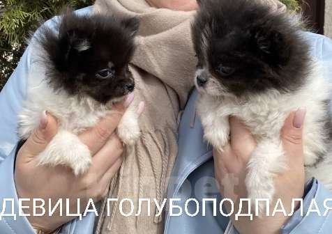 Собаки в Москве: Щенки Помчи миниатюрные Мальчик, 15 000 руб. - фото 2
