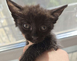 Кошки в Москве: Котенок Маслинка ищет дом Девочка, Бесплатно - фото 2