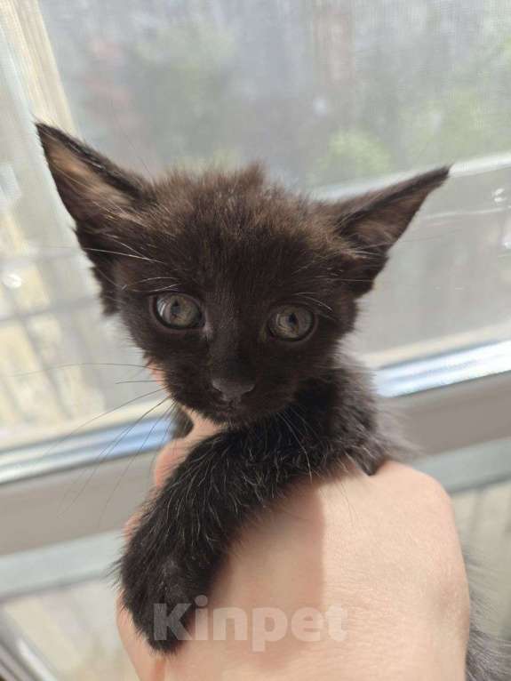 Кошки в Москве: Котенок Маслинка ищет дом Девочка, Бесплатно - фото 2
