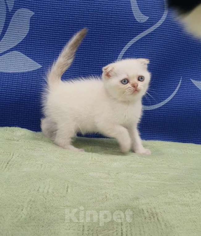 Кошки в Москве: Шотландские вислоухие котята. Девочка, 25 000 руб. - фото 1