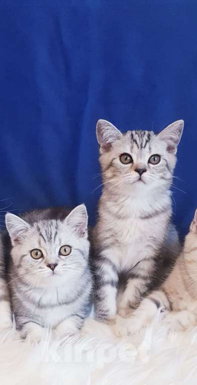 Кошки в Санкт-Петербурге: Котята Шотландской кошки Мальчик, Бесплатно - фото 1