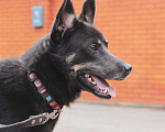Собаки в Зеленограде: Арчи ищет дом Мальчик, Бесплатно - фото 3