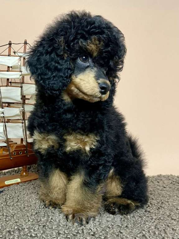 Собаки в Калуге: Пудель той/миниатюра фантом  Мальчик, 80 000 руб. - фото 2