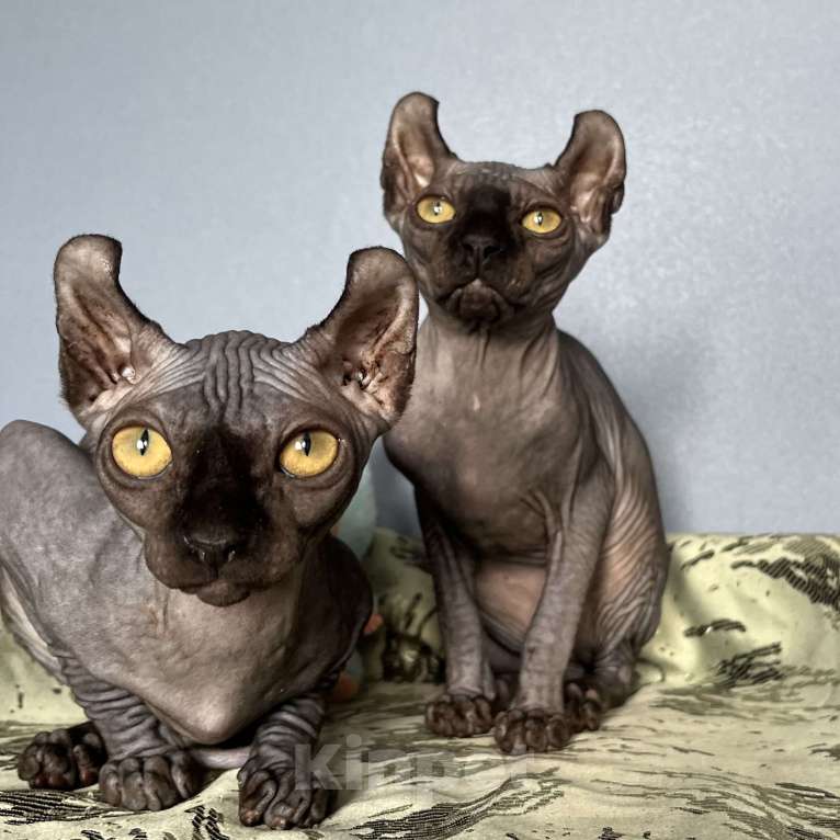 Кошки в Москве: Канадский сфинкс Эльф Девочка, 20 000 руб. - фото 8