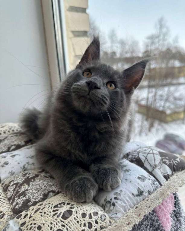 Кошки в Санкт-Петербурге: Продажа мейн-кун питомник Мальчик, 60 000 руб. - фото 3