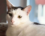 Кошки в Санкт-Петербурге: Кошка ищет дом Девочка, Бесплатно - фото 3