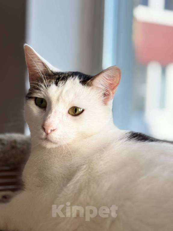 Кошки в Санкт-Петербурге: Кошка ищет дом Девочка, Бесплатно - фото 3