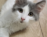 Кошки в Москве: Котенок в добрые руки Девочка, Бесплатно - фото 1