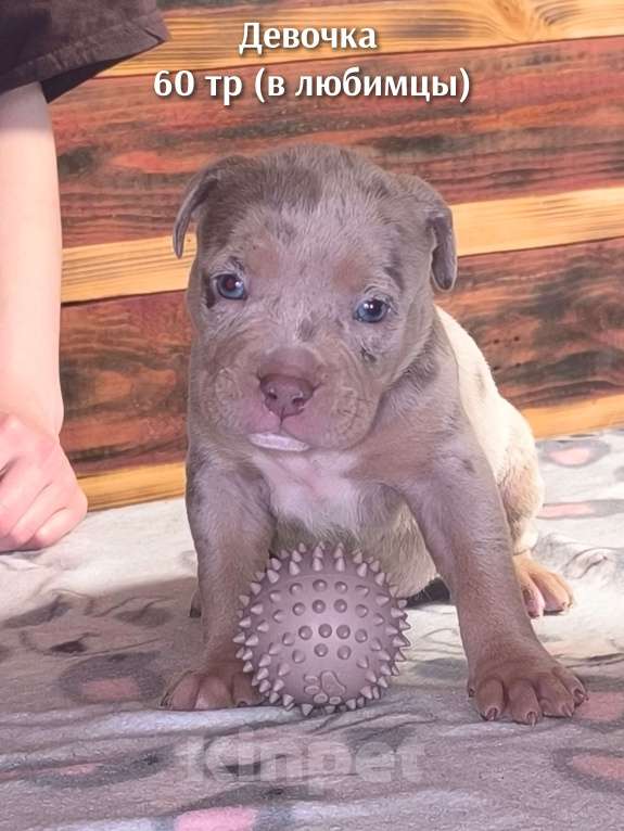 Собаки в Черногорске: Девочка Девочка, 60 000 руб. - фото 1