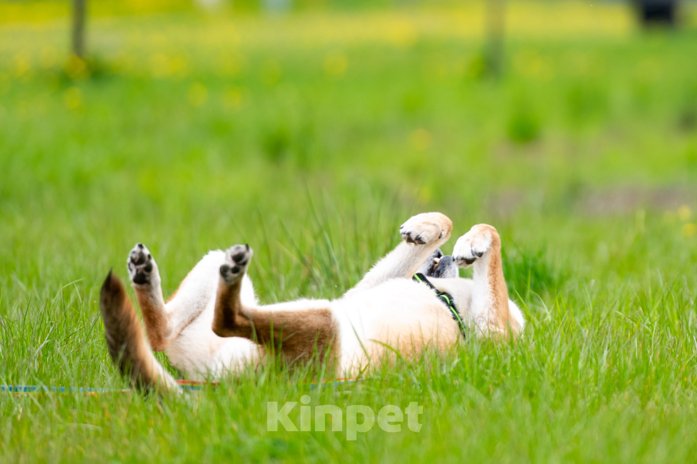 Собаки в Павловском Посаде: Собака в добрые руки  Девочка, Бесплатно - фото 2