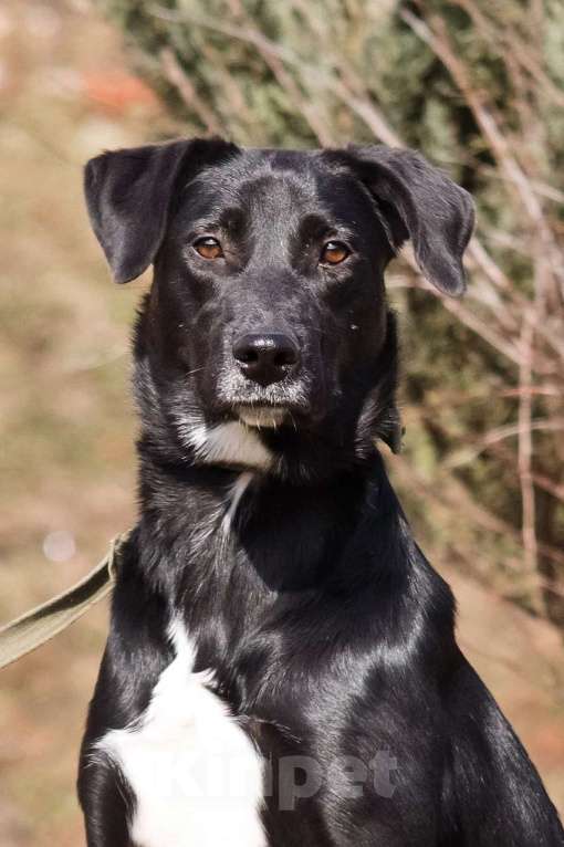 Собаки в Москве: Красавица Бусинка ищет дом! Девочка, Бесплатно - фото 2