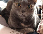 Кошки в Москве: Удивительная кошка египтянка! Девочка, 100 руб. - фото 3