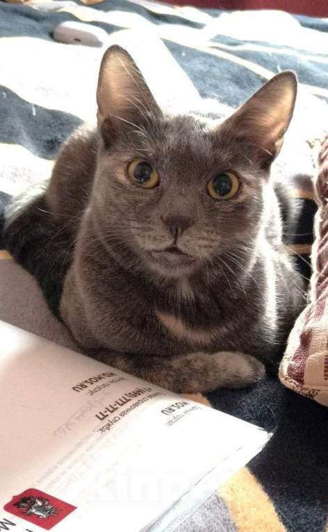 Кошки в Москве: Удивительная кошка египтянка! Девочка, 100 руб. - фото 3