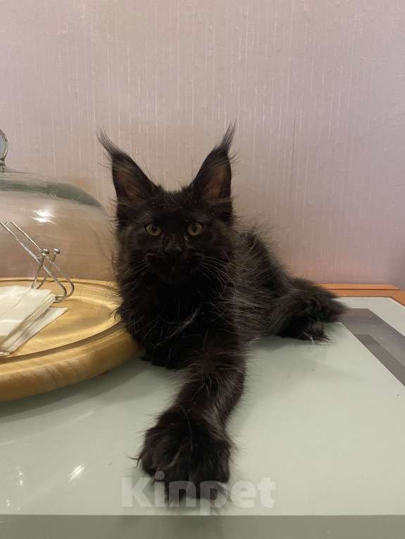 Кошки в Перми: Мейн-кун котёнок полидакт девочка Девочка, 70 000 руб. - фото 3