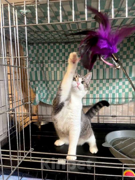 Кошки в Москве: Котёнок Твинки в добрые руки Девочка, Бесплатно - фото 3