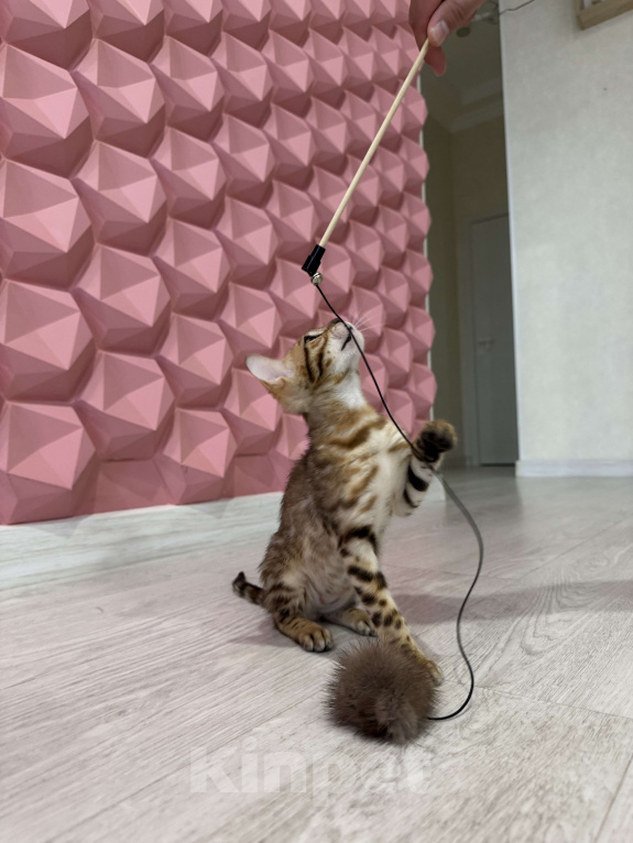 Кошки в Санкт-Петербурге: Бенгальский кот  Мальчик, 55 000 руб. - фото 3