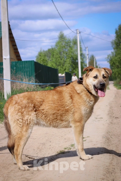 Собаки в Подольске: Джете нужен дом  Девочка, Бесплатно - фото 2