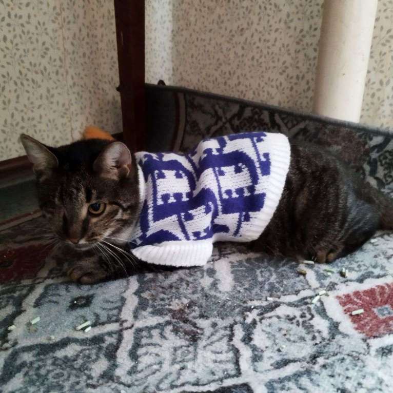 Кошки в Москве: У Милы один глазик Девочка, Бесплатно - фото 3