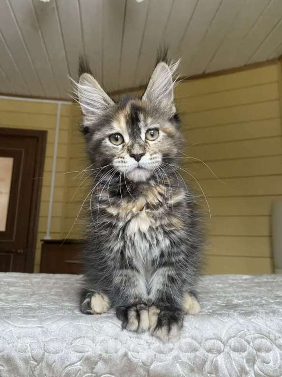 Кошки в других городах Московской области: Мейн-кун девчушка ласкушка💕 Девочка, 50 000 руб. - фото 5
