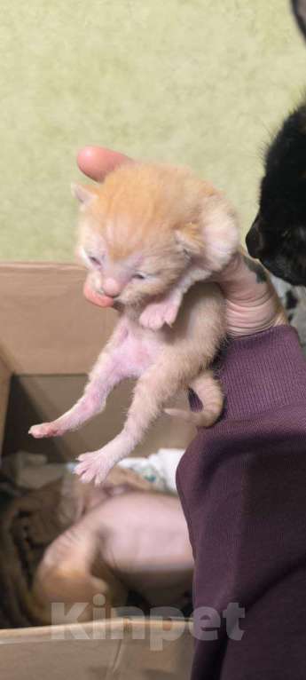 Кошки в Санкт-Петербурге: Котята донского сфинкса Разнополые, 17 000 руб. - фото 5