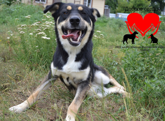 Собаки в Тамбове: Молли  Девочка, Бесплатно - фото 3