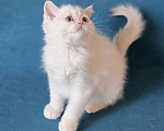 Кошки в Калуге: Raffaella SFS 71 ny 1233 Девочка, Бесплатно - фото 6