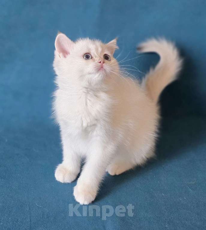 Кошки в Калуге: Raffaella SFS 71 ny 1233 Девочка, Бесплатно - фото 6