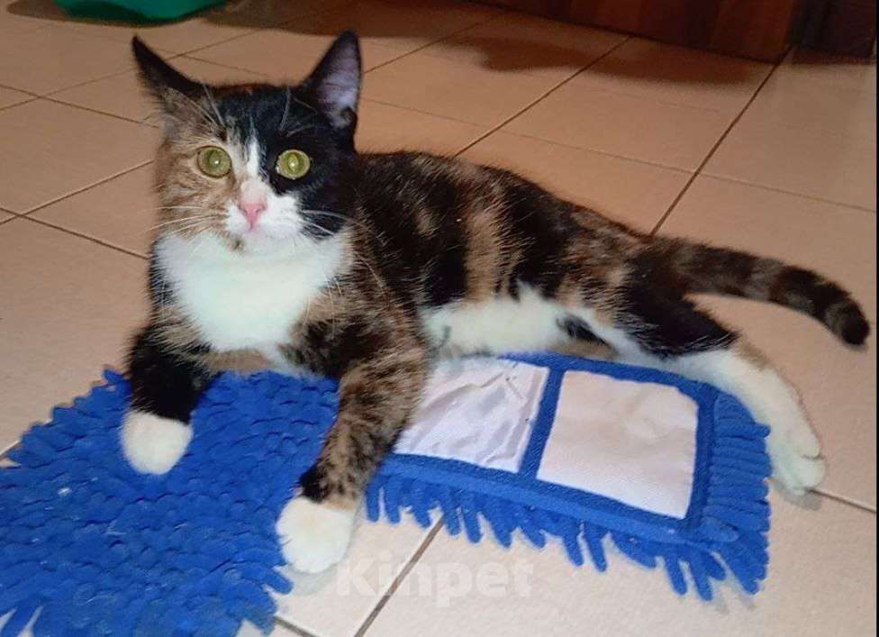 Кошки в Москве: Трехцветный котенок Умка в добрые руки Девочка, 1 руб. - фото 6