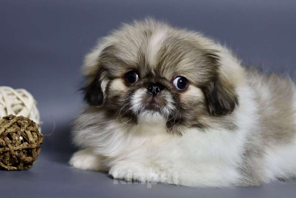 Собаки в Санкт-Петербурге: Мальчик Мальчик, Бесплатно - фото 2