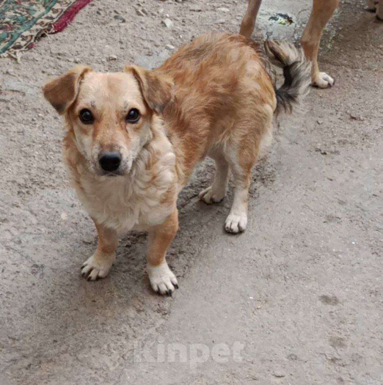 Собаки в Москве: Маленький пёсик ищет дом Мальчик, 100 руб. - фото 3