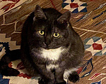 Кошки в Москве: Дымчатая британка Варя ищет дом Девочка, Бесплатно - фото 3