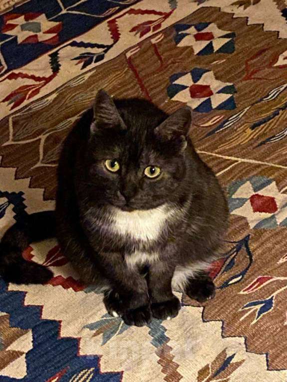 Кошки в Москве: Дымчатая британка Варя ищет дом Девочка, Бесплатно - фото 3