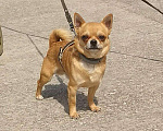 Собаки в Симферополе: Жених чихуахуа, 1 руб. - фото 1