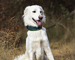 Собаки в Красноармейске: Собака ищет дом Мальчик, Бесплатно - фото 1