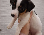 Собаки в Москве: 5 щенят 1,5 месяца (4 дев., 1 мал.) Девочка, 15 000 руб. - фото 1